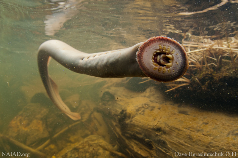 Image result for pacific lamprey