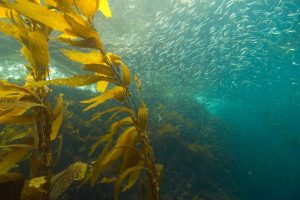 A school of sardines, an important food for salmon during their time in the ocean. Photo: California Department of Fish and Wildlife.