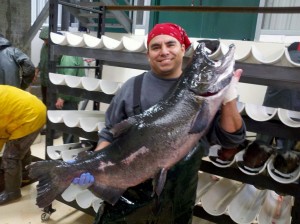 Nez Perce Tribal Hatchery Manager, Aaron Penney with a fall chinook that was spawned as part of the tribe's supplementation program.